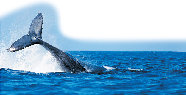 A whale's tail shows above the water as it dives into the ocean.