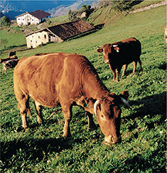 Cows grazing on a hillside.
