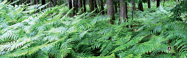 Ferns growing in a forest.