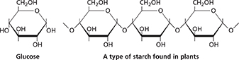 The chemical structures of starches. The diagram includes the chemical structure of glucose monomers that join together to form starches found in plants.