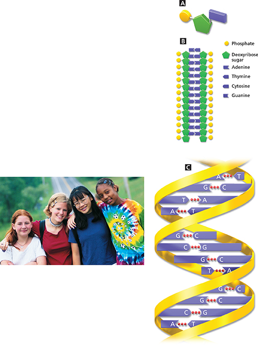 A group of girls of varying ethnicities next to diagrams of DNA monomers. 