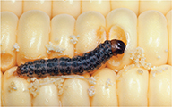 Larvae crawling over a cob of corn.