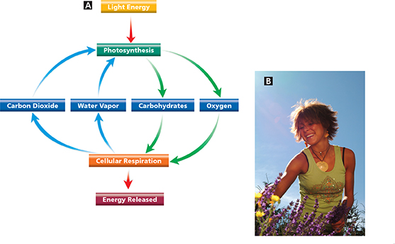 Diagram of cellular respiration and photosynthesis next to a picture of a woman picking flowers outdoors.