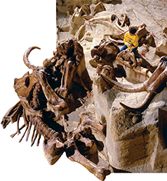A person sits on top of a rock formation with the remains of mammoth bones all around.