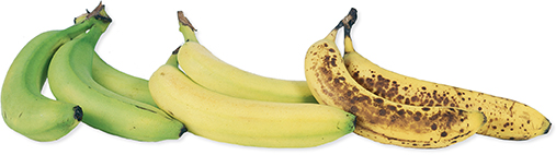 Photo of three bunches of bananas. The bunch on the left is green. The bunch in the middle is a nice yellow color. The bunch on the right has dark spots on the peel. Chemicals cause the peels to change colors.