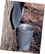 A metal bucket attached to a tree trunk for collecting sap.