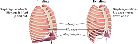 An illustration showing the lungs during inhalation and exhalation. During inhalation, the diaphragm contracts and the rib cage is lifted up and out. During exhalation, the diaphragm contracts, and the rib cage is lifted up and out.