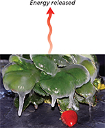 Photo of ice forming on top of a strawberry plant, showing how the plant and fruit can actually be preserved by the ice releasing energy.