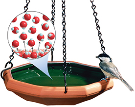 Photo of a bird sitting on the edge of a bird bath, with a magnified fiew of water molecules, representing how evaporation works.
