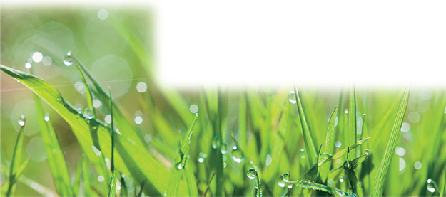 Blades of grass with drops of water on them. 