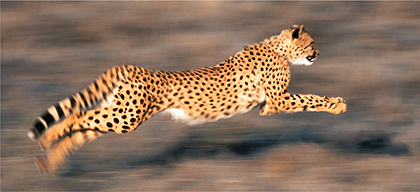 Photo of a cheetah sprinting in the wild. The background is blurred to give the effect that the cheetah is moving fast.