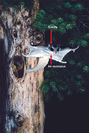 A flying squirrel takes flight in the air. Arrows above and below it represent gravity and air resistance. 