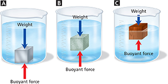 A diagram of three glass beakers filled with water with a different square element in each.                                              Cube A is metal and sinks to the bottom of the beaker.  
Cube B is submerged, but being suspended in the fluid.  
Cube C is made of wood and is only partially submerged and is floating. 