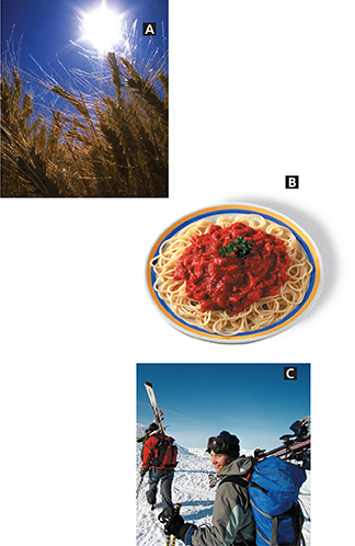 A set of 3 images labelled A, B, and C.
A: The sun shines over a wheat field
B: A plate of spaghetti
C: A group of skiers walk up a slope.