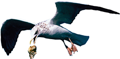 A seagull flying while releasing an oyster from its beak.  