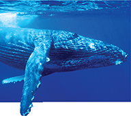 A humpback whale swimming underwater.