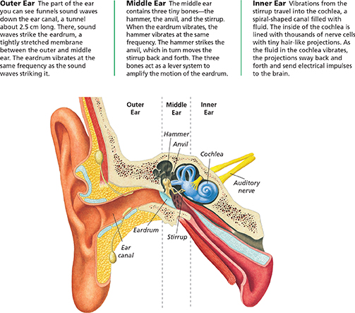 
A diagram of the anatomy of the human ear showing its three main regions— the outer ear, the middle ear, and the inner ear. 

