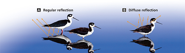 A bird standing on a body of water.  The diagram shows how regular reflection (A) and diffuse reflection (B)  occur.  The bird's image, is formed  by reflected (or refracted) waves of light.