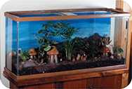A rectangular glass terrarium tank.  You can see clearly all the items inside the terrarium.