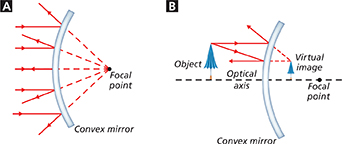 A diagram of a convex mirror showing g how light rays are reflected.