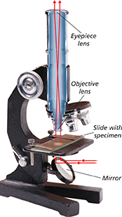 A compound microscope which uses two convex lenses to magnify small objects up to 1000 times.