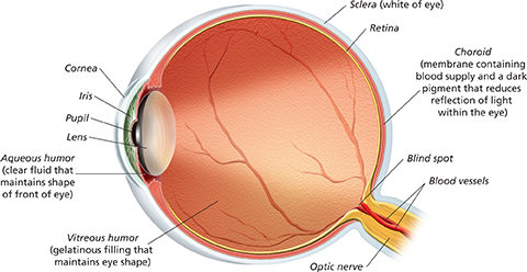 A diagram showing the internal and external structure of the eye.