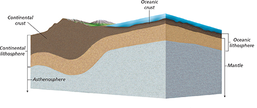 The diagram shows the two different parts of the crust:  continental crust and oceanic crust.  It also shows the layers of the mantle:  the lithosphere (both oceanic and continental) and the asthenosphere.