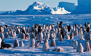 A group of penguins on an iceberg.