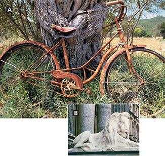 A rusted bike leaning against a tree (A) and a statue of a lion outside of a building. 