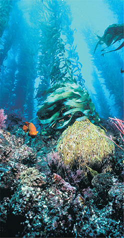 An underwater scene showing plant life.  Though light and temperature decrease with depth, light is still able to penetrate to help plant life to grow on the ocean floor.