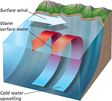 A diagram showing how upwelling occurs. 