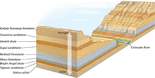 A diagram showing the rock layers that make up the Grand Canyon. It also shows the Colorado river.