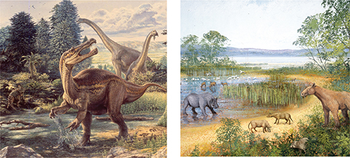 Two drawings showing the difference in the animal life and landscape of the Earth during the Mesozoic Era and the Cenozoic Era.  Mesozoic Era: 251–65 Million Years Ago
(A)  shows dinosaurs such as the Brachiosaurus roaming the Earth.  The landscape was very lush with plenty of vegetation and plant life to provide nourishment to the dinosaurs.

The Cenozoic Era- 65 Million Years ago to Present- (B) shows different animals around a shallow watering hole. There are birds, antelope and other mammals, showing how the diversity increased during the Cenozoic Era.