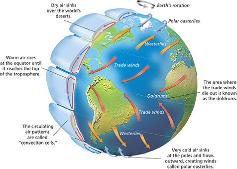 A diagram of the sphere of the Earth detailing global winds and the direction in which they blow.  The diagram shows the convection cells  with circulating air patterns.  Trade winds, westerlies and  doldrums are identified. These global winds curve to the right in the Northern Hemisphere and to the left in the Southern Hemisphere.