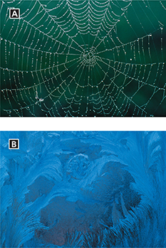 Dew on a spider web (A) and frost covering a pane of glass (B).