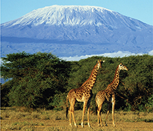 Two giraffe walking along the grasslands of Africa, with a snow capped mountain in their background.  Illustrating that not all locations at the same latitude have similar temperatures.


