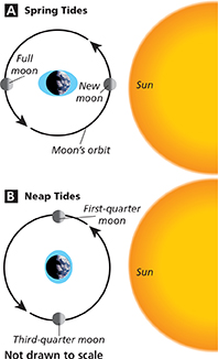 Images displaying (A) Spring Tides and (B) Neap Tides and  how the moon rotates around the Earth with the sun.