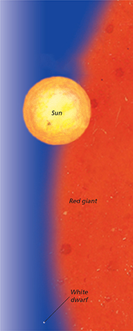 Figure comparing the diameter of a red giant and white dwarf star with the sun.