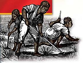 An illustration of slaves working in the fields. 