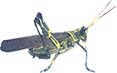 A photo of a locust.