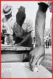A photo of the arm of an African American man putting his ballot in the box.