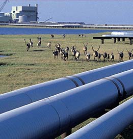 A photo of three pipelines on the bottom right with a herd of caribou grazing next to pipeline. There is a building in the far distance.